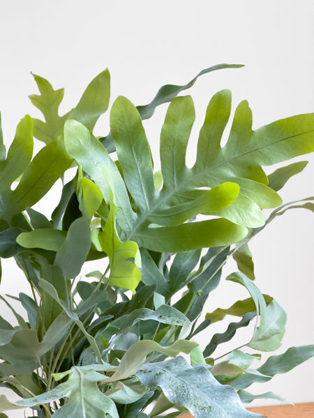 blue star fern nz Phlebodium Blue Star Fern – Johnny Jungle