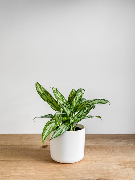 aglaonema silver queen nz Aglaonema Silver Queen – Johnny Jungle