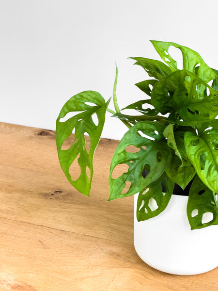 monstera adansonii nz Monstera