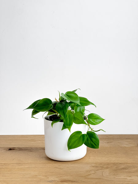 ficus tree indoor plant Ficus Benjamina 'Weeping Fig'  Chicago Plants