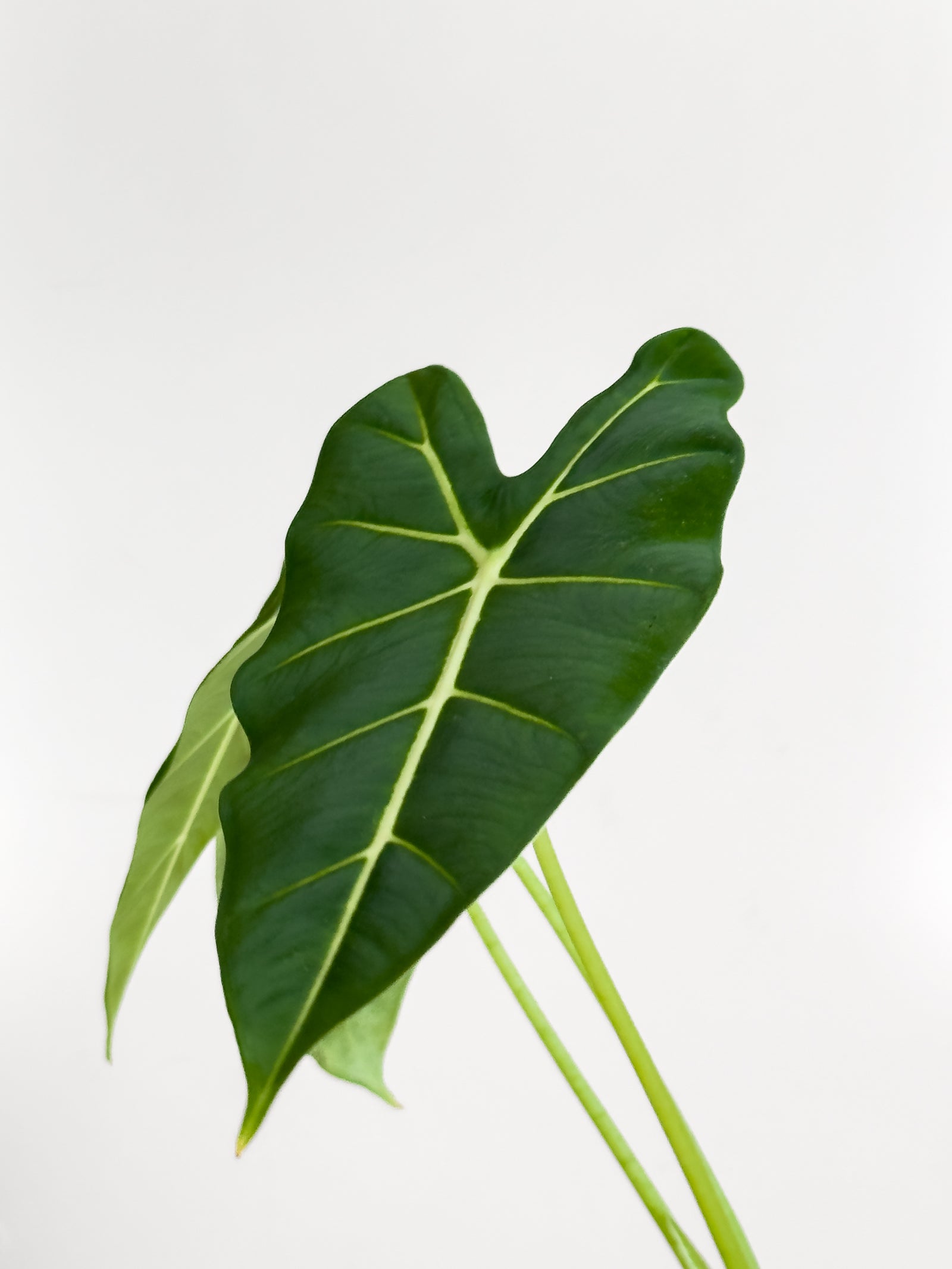 Alocasia Frydek – Johnny Jungle