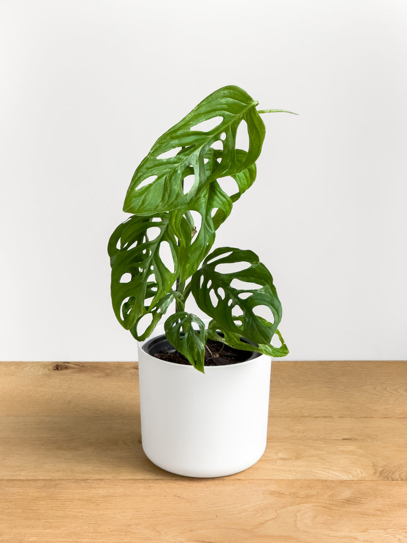 monstera adansonii nz Monstera adansonii mint – Johnny Jungle