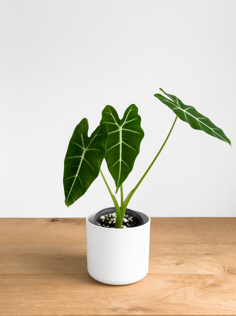 Alocasia Frydek – Johnny Jungle