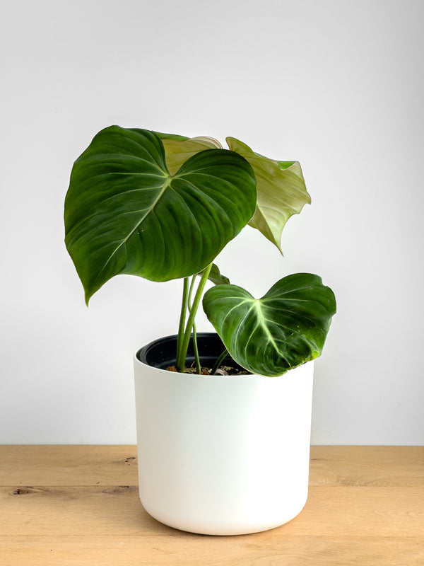 Philodendron Gloriosum  (1)