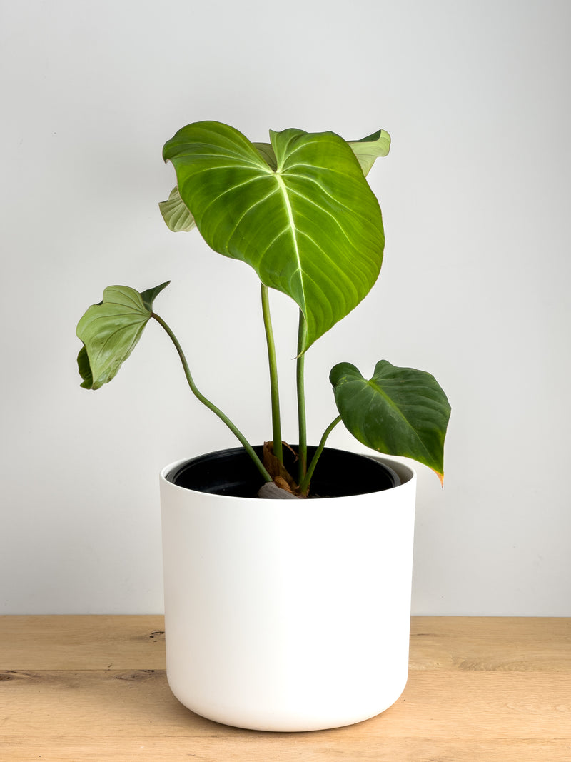 Philodendron Gloriosum  (1)