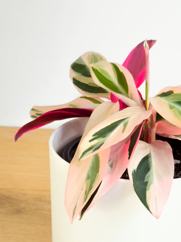 Calathea Triostar