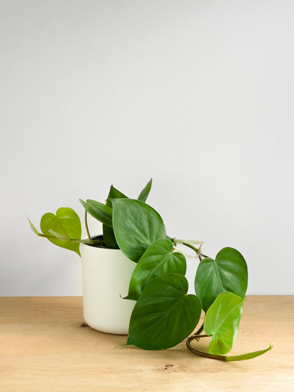 Philodendron 'Heartleaf'