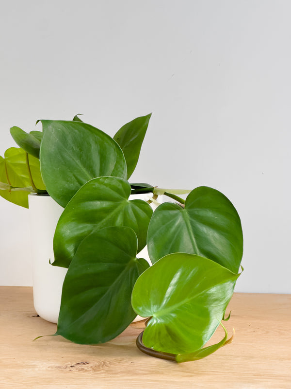 Philodendron 'Heartleaf'