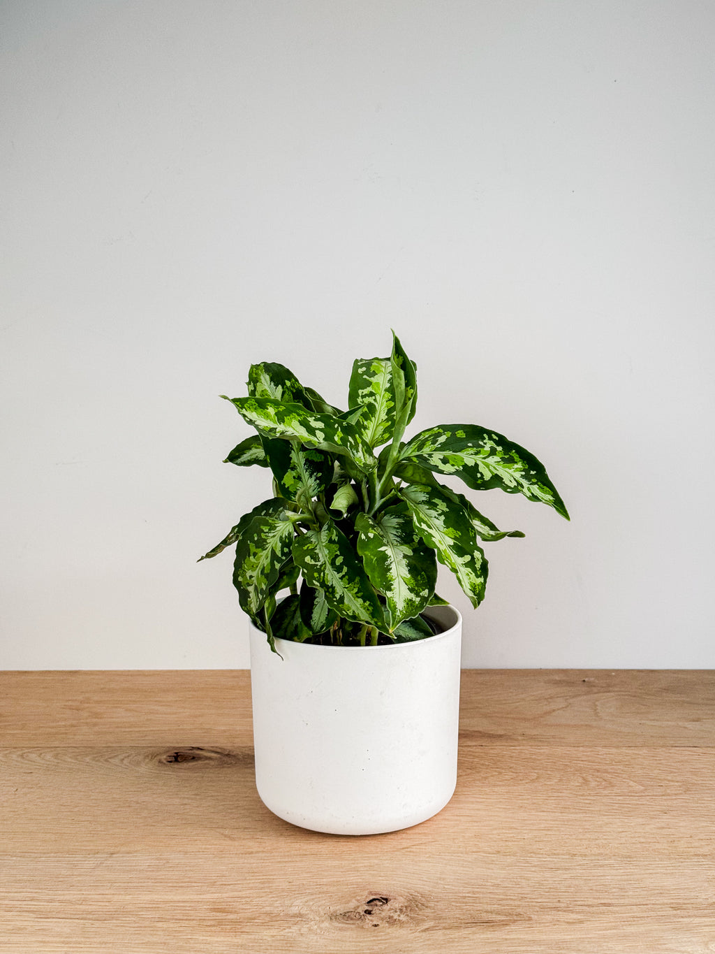 Aglaonema Pictum Tricolour – Johnny Jungle