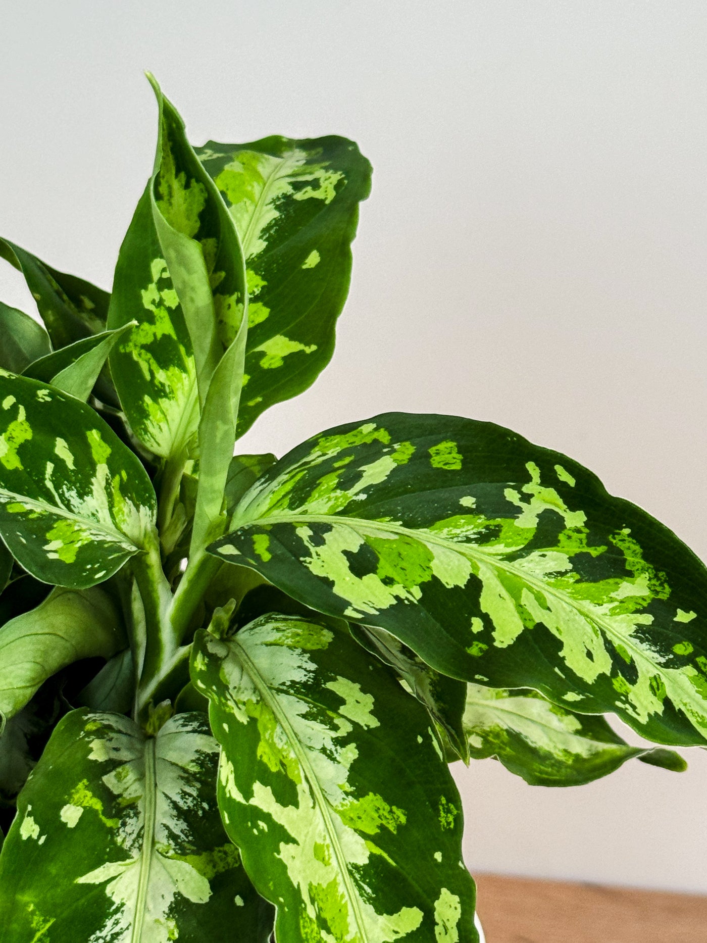 【Weed】Aglaonema pictum AglaonemaPictumTricolor.jpg?v=