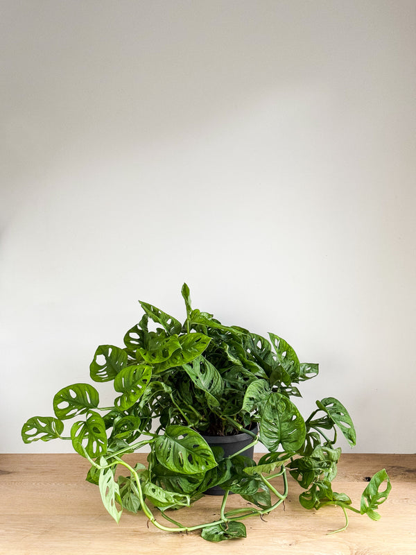 Large Monstera - Monkey Mask