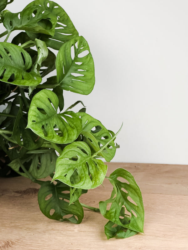 Large Monstera - Monkey Mask