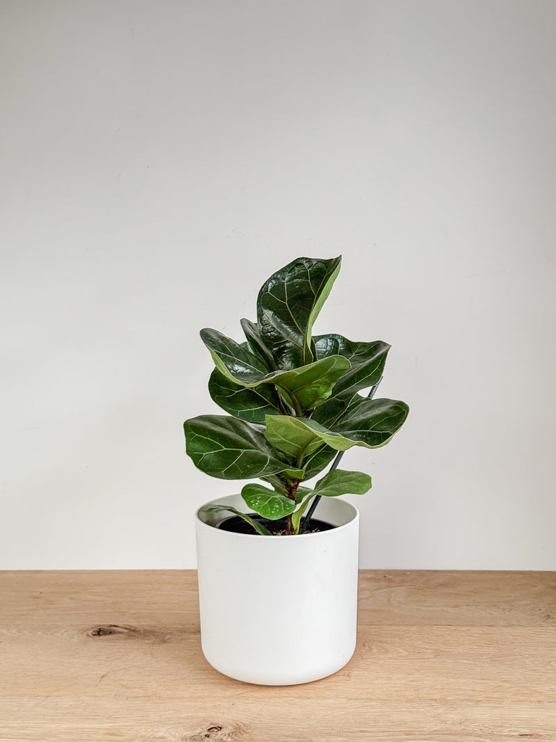 Ficus Lyrata - Bambino