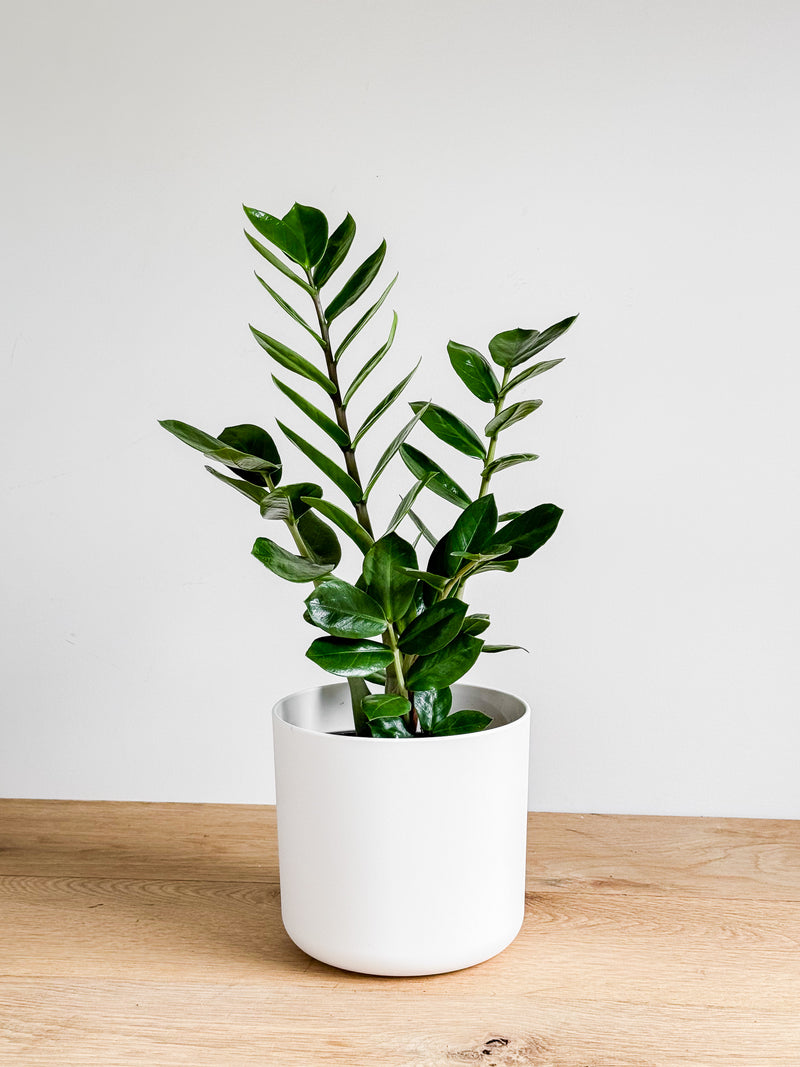 Zamioculcas Zanzibar Gem - ZZ