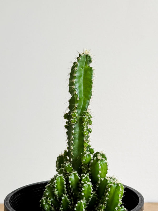 Castle Cactus