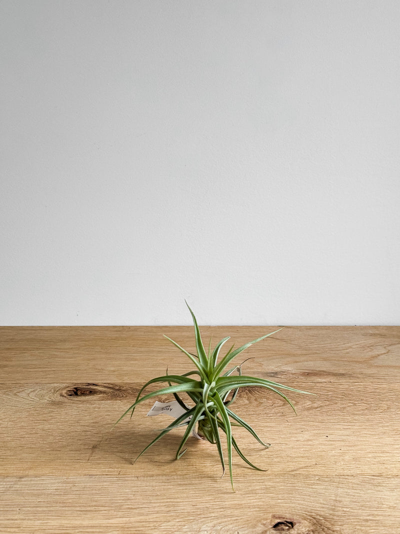 air plants new zealand Tillandsia