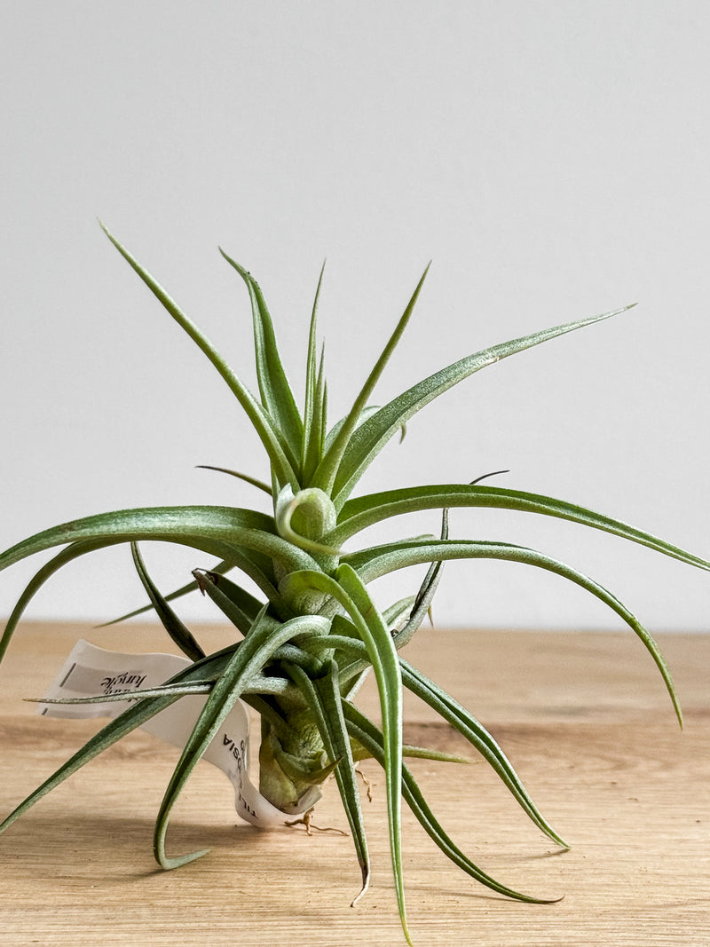 air plants new zealand Tillandsia