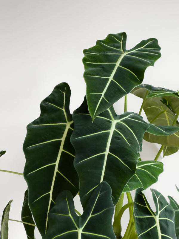 Alocasia Frydek