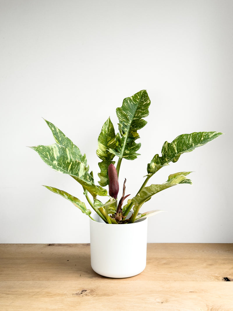 philodendron nz Philodendron Ring of Fire – Johnny Jungle