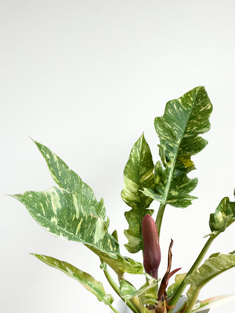 philodendron narrow vs ring of fire Philodendron Ring of Fire – Johnny Jungle