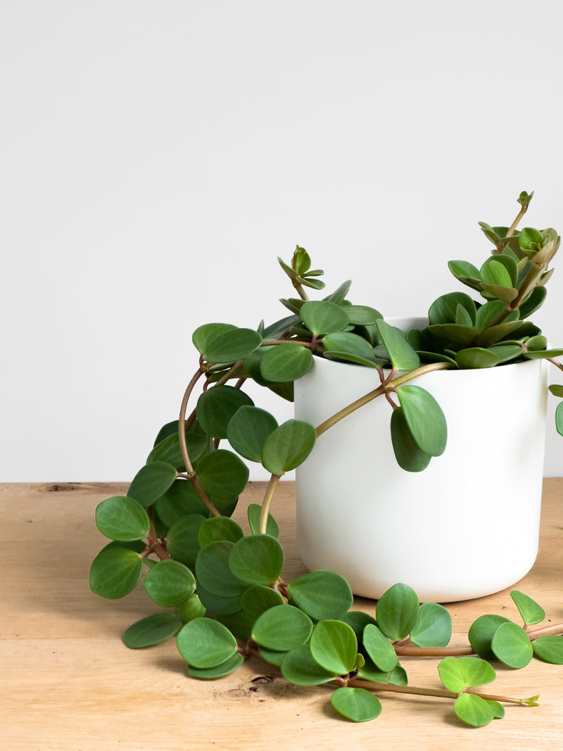 Peperomia Hope