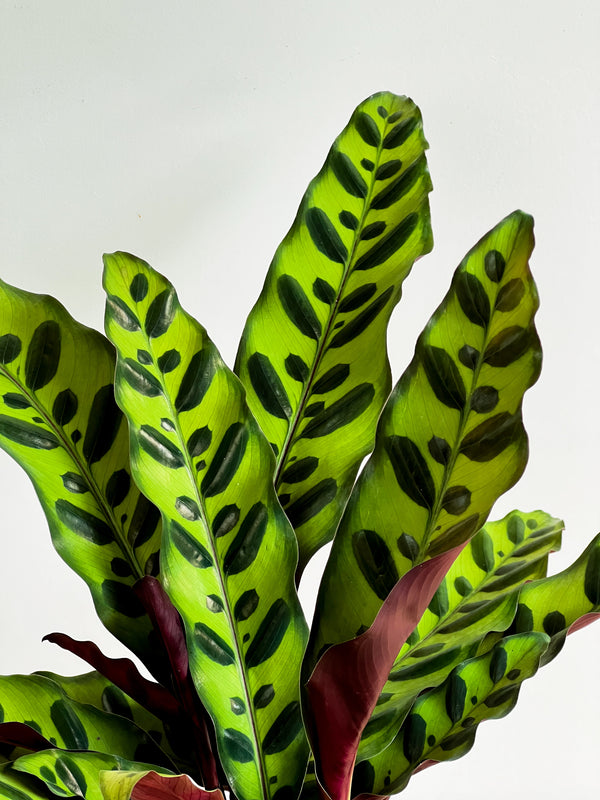 Calathea Rattle Snake Close Up Of Leaves