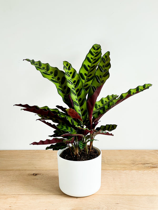 Calathea Rattlesnake Indoor Plant in White Pot