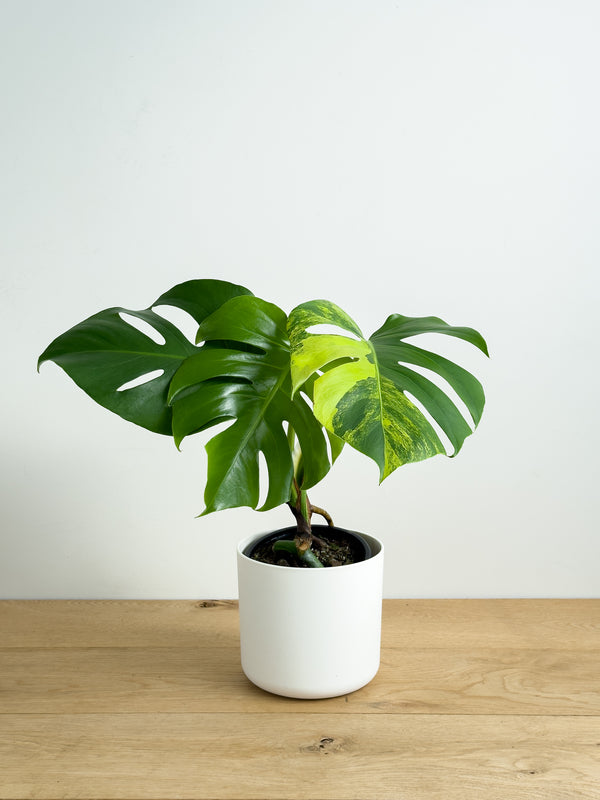 Monstera Aurea (1)