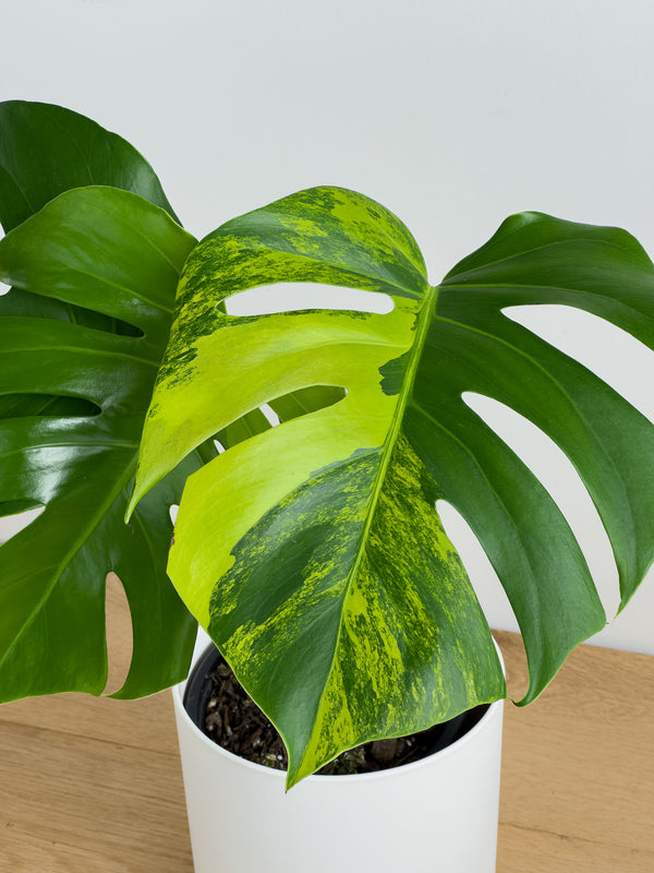 Monstera Aurea (1)