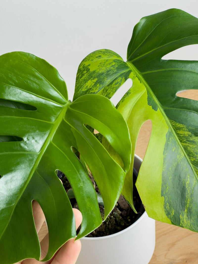 Monstera Aurea (1)