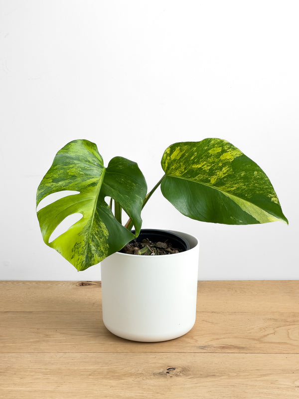 Monstera Aurea (2)