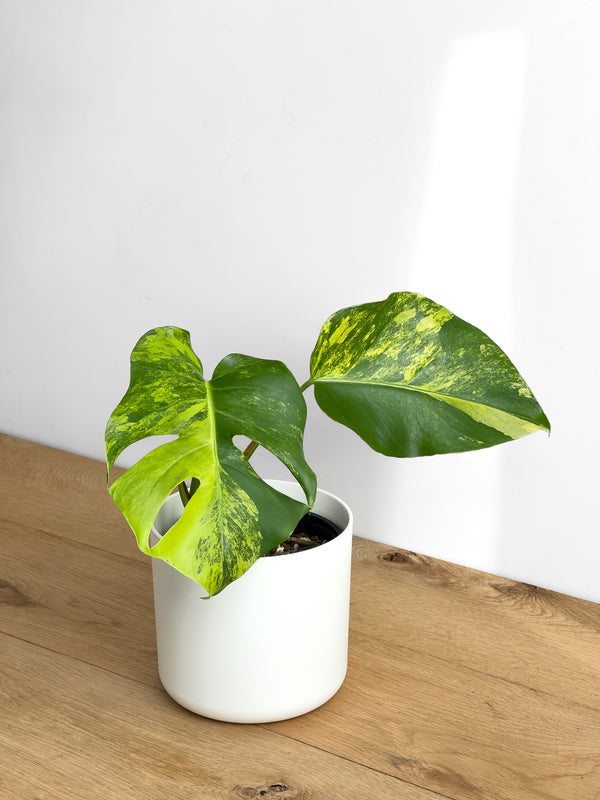 Monstera Aurea (2)