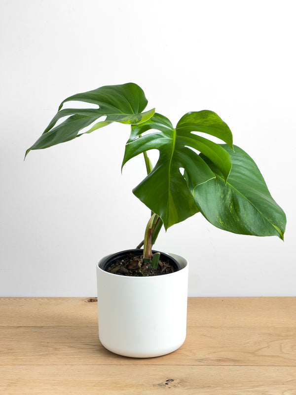 Monstera Aurea (3)