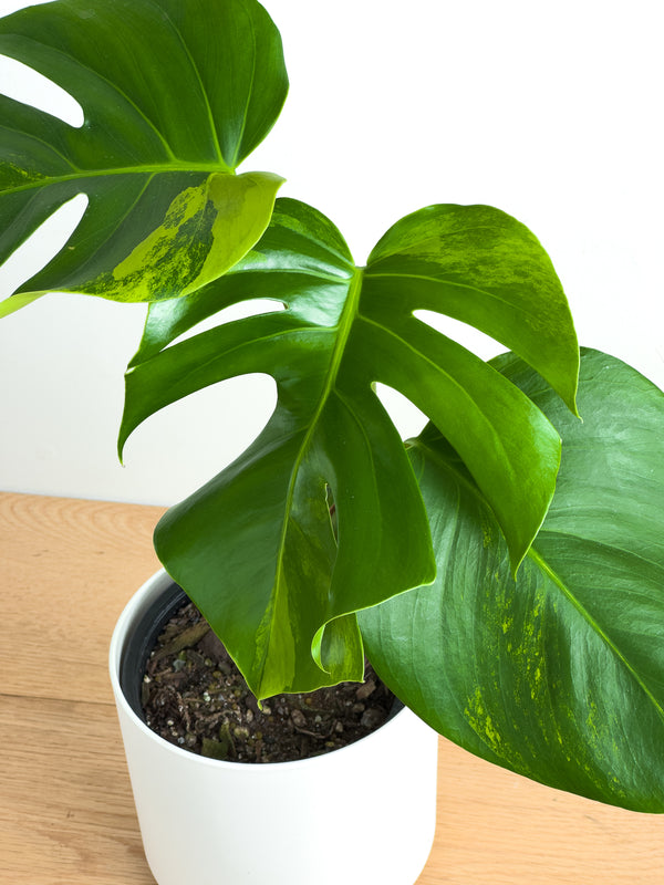 Monstera Aurea (3)