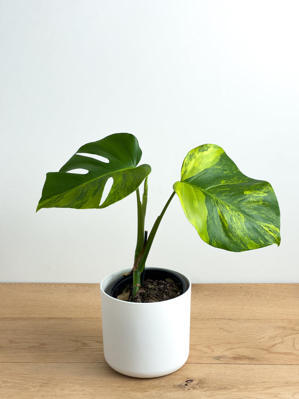 Monstera Aurea (4)
