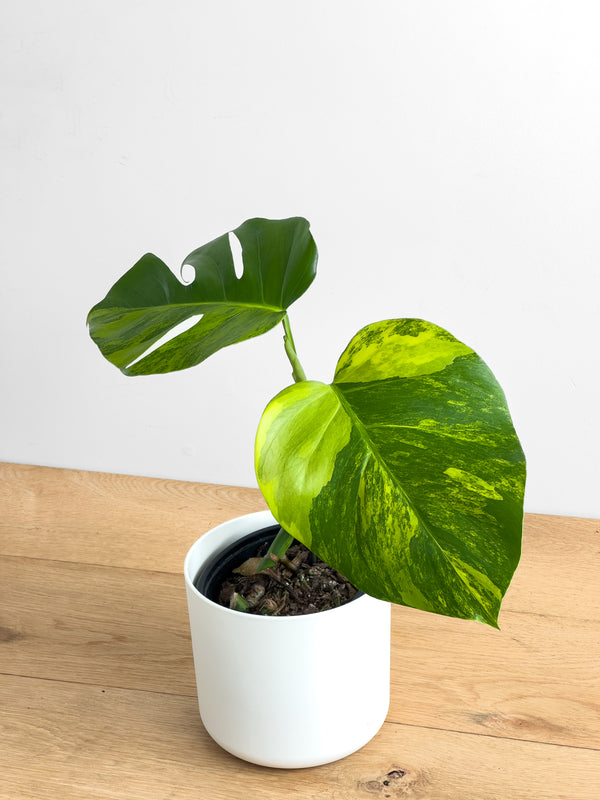 Monstera Aurea (4)