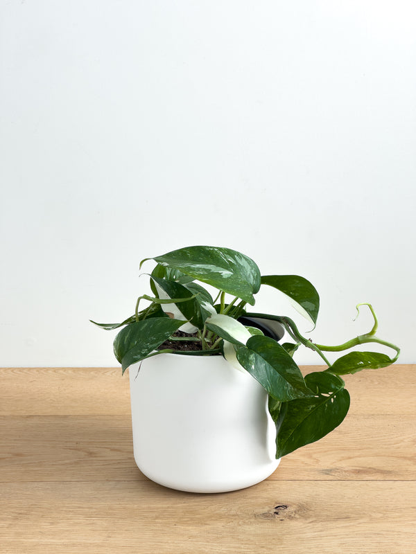 Variegated Epipremnum pinnatum