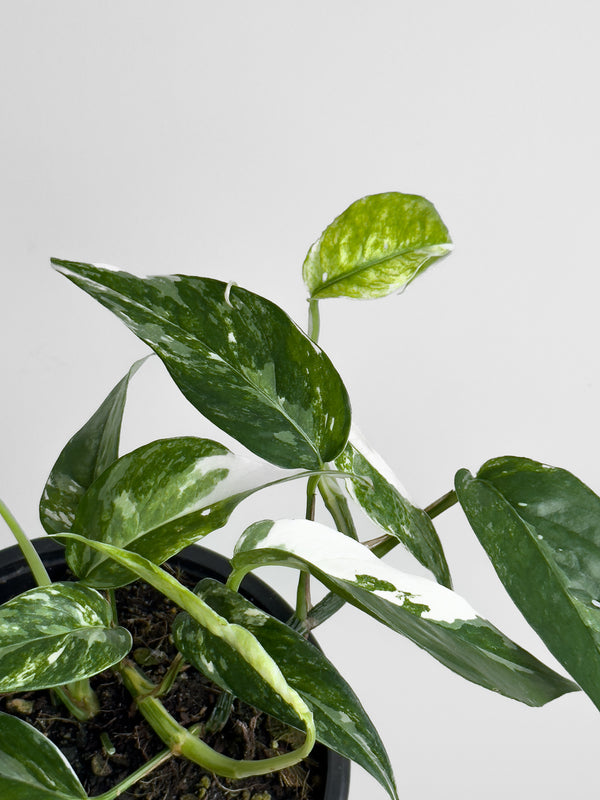 Variegated Epipremnum pinnatum