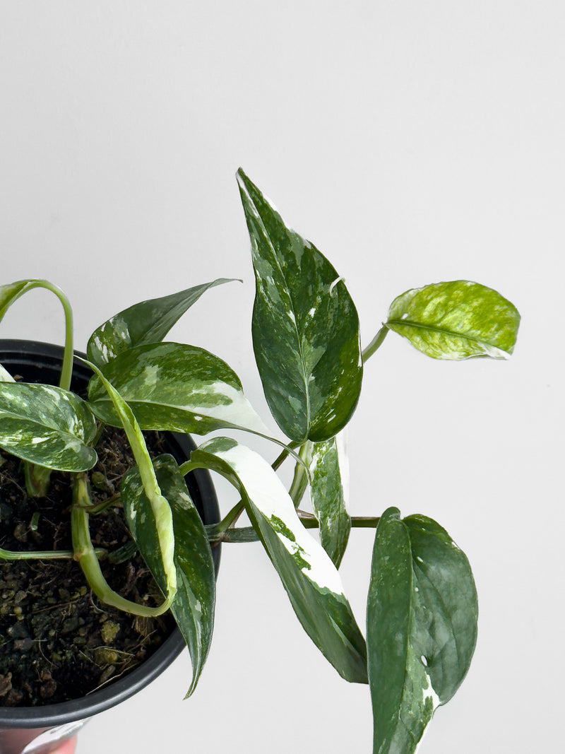 Variegated Epipremnum pinnatum