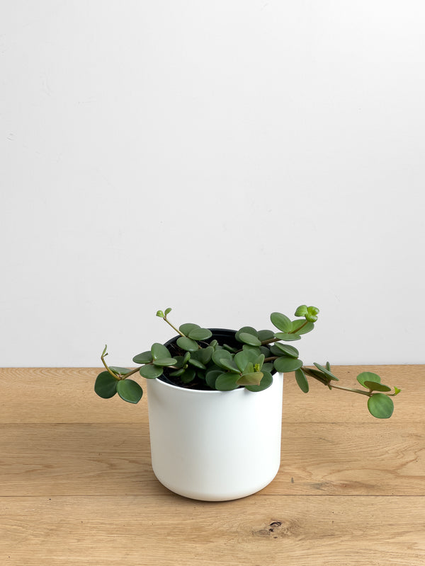 Peperomia Hope