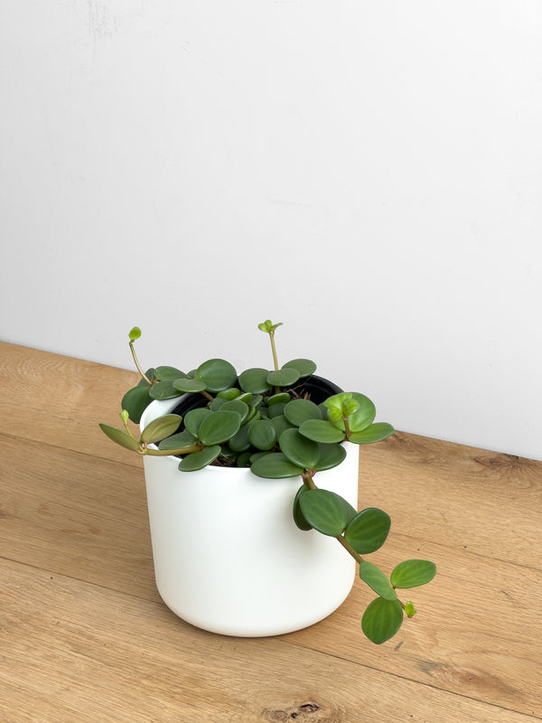 Peperomia Hope