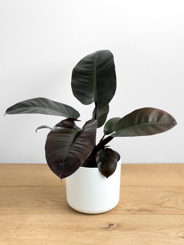 Philodendron Black Cardinal