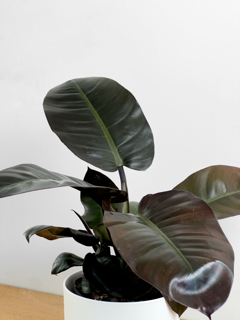 Philodendron Black Cardinal