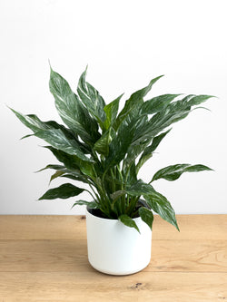 Peace Lily - Variegated