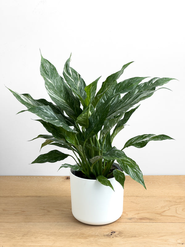 Peace Lily - Variegated
