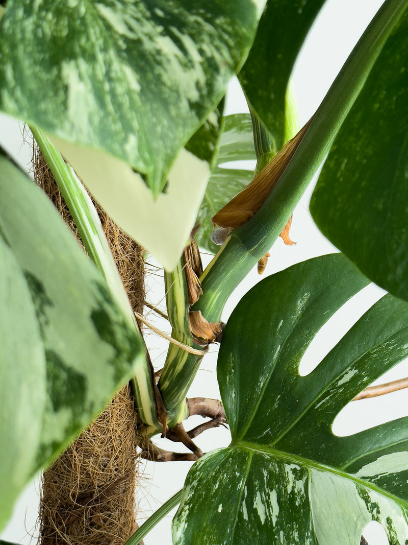 Monstera Albo (1)