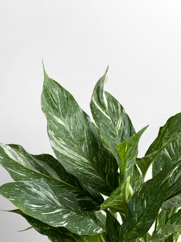 Peace Lily - Variegated