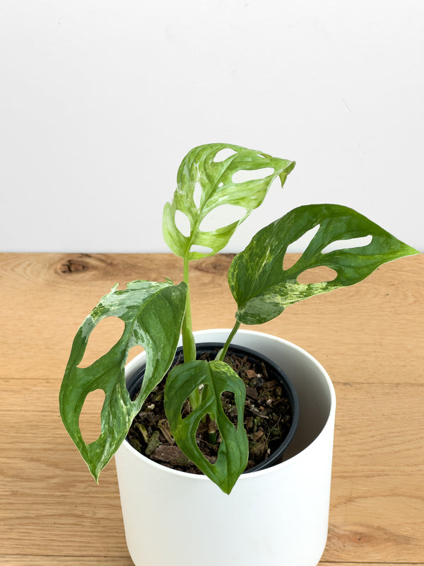 Monstera adansonii mint
