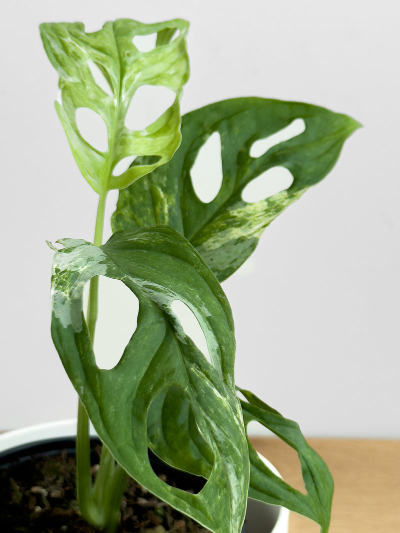 Monstera adansonii mint