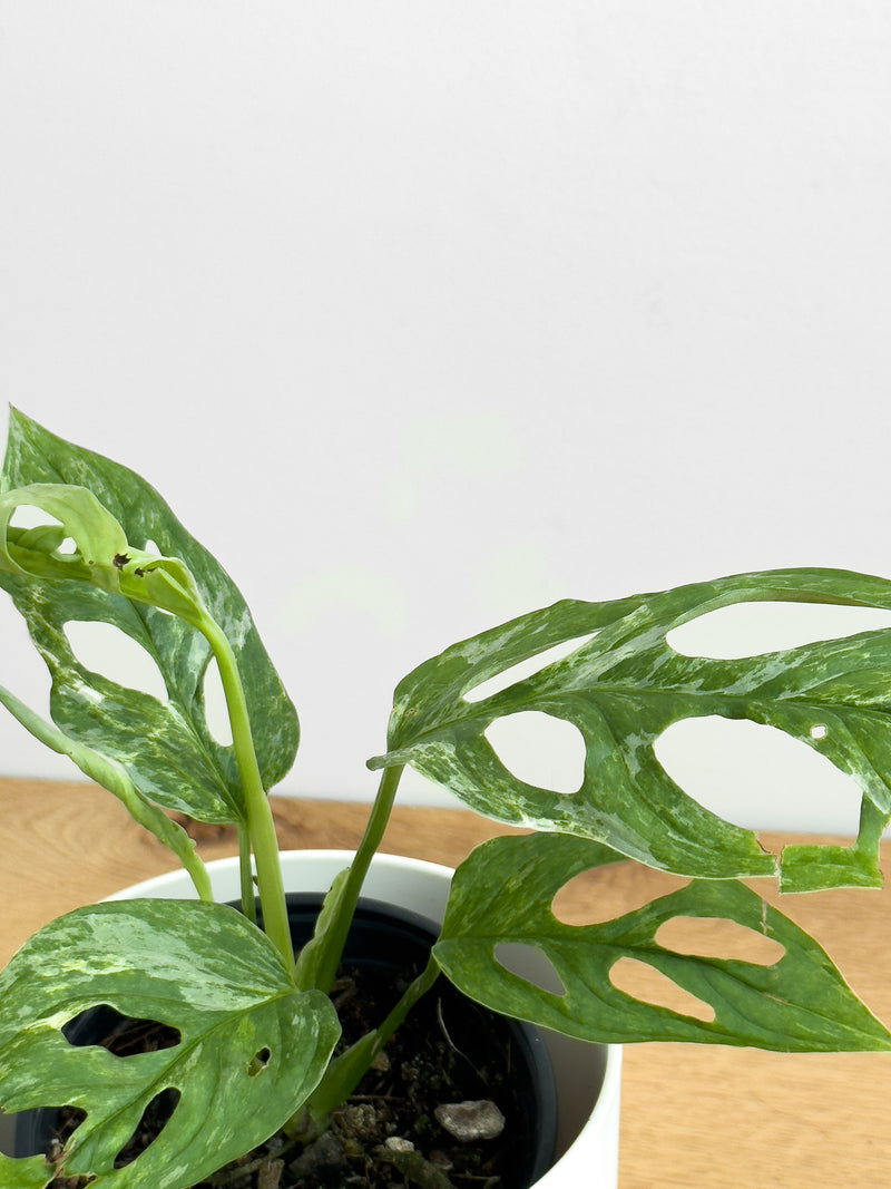 Monstera adansonii mint